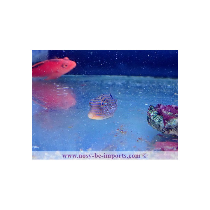 Canthigaster margaritata