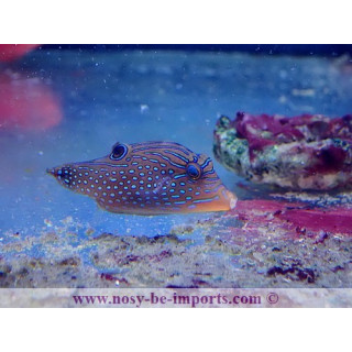 Canthigaster margaritata