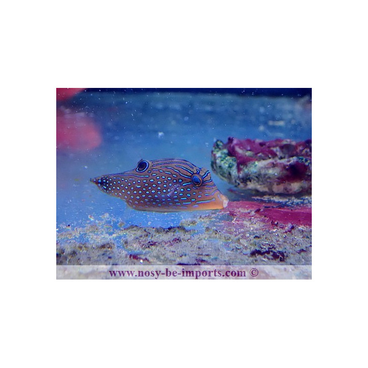 Canthigaster margaritata