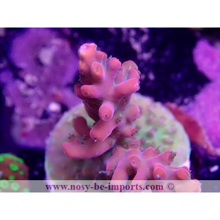 Acropora sp. USA WYSIWYG 12052023-1
