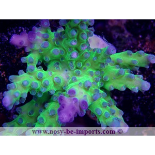 Acropora sp. USA WYSIWYG 12052023-4