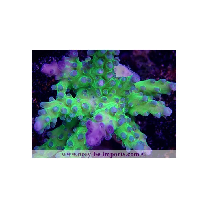 Acropora sp. USA WYSIWYG 12052023-4