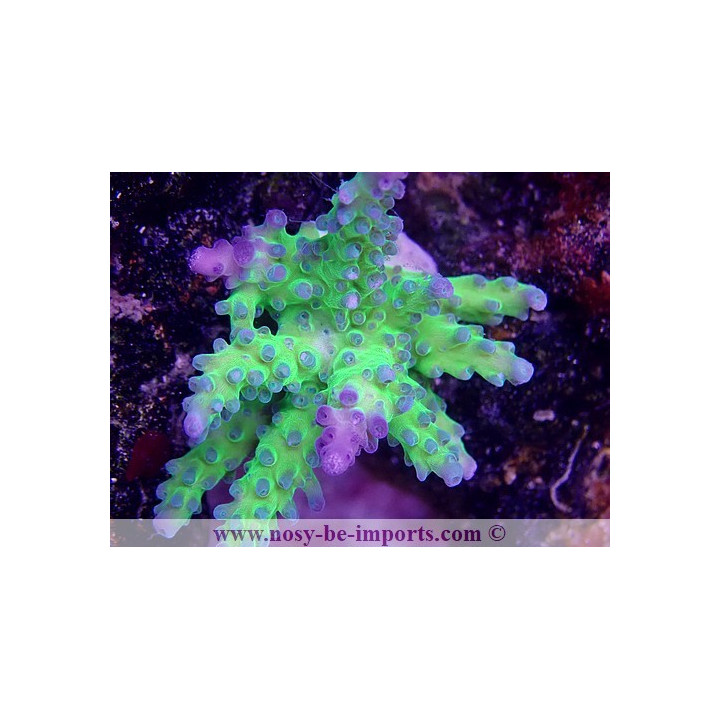 Acropora sp. USA WYSIWYG 12052023-4