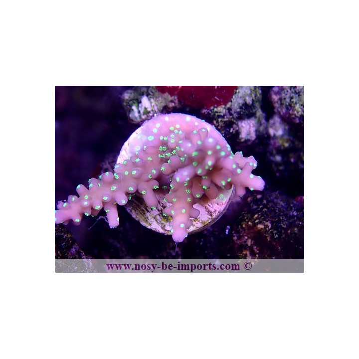 Acropora sp. USA WYSIWYG 12052023-7