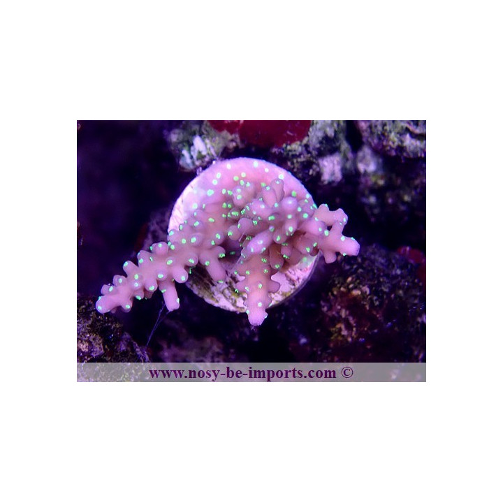 Acropora sp. USA WYSIWYG 12052023-7