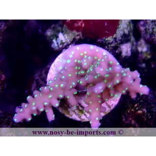 Acropora sp. USA WYSIWYG 12052023-7