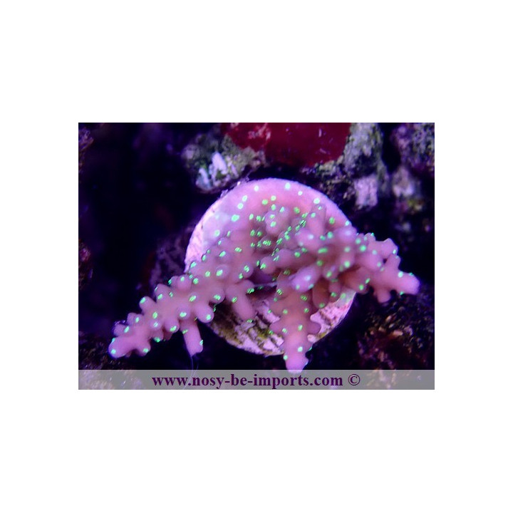 Acropora sp. USA WYSIWYG 12052023-7