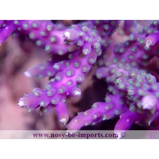 Acropora sp. USA WYSIWYG 12052023-8