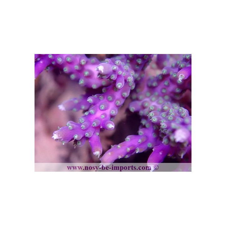 Acropora sp. USA WYSIWYG 12052023-8