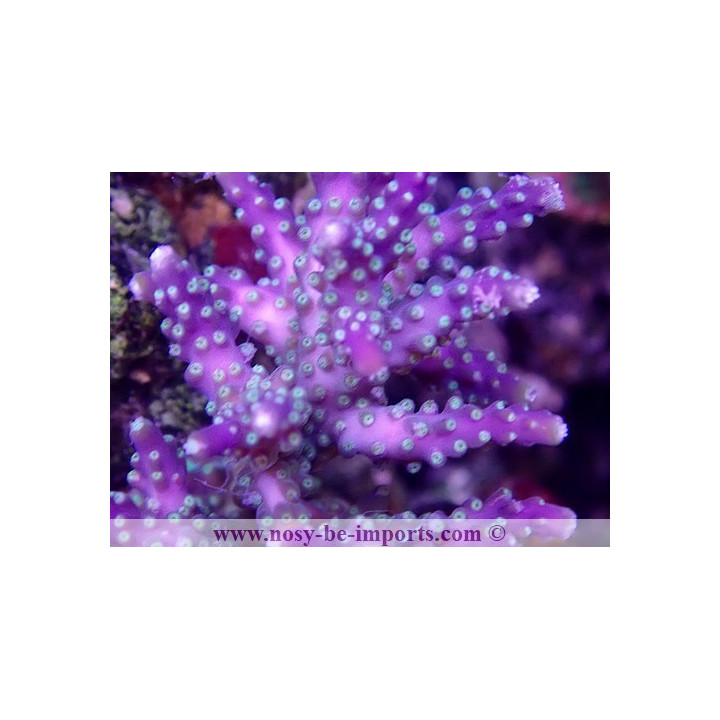 Acropora sp. USA WYSIWYG 12052023-8