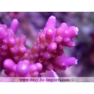 Acropora sp. USA WYSIWYG 12052023-11