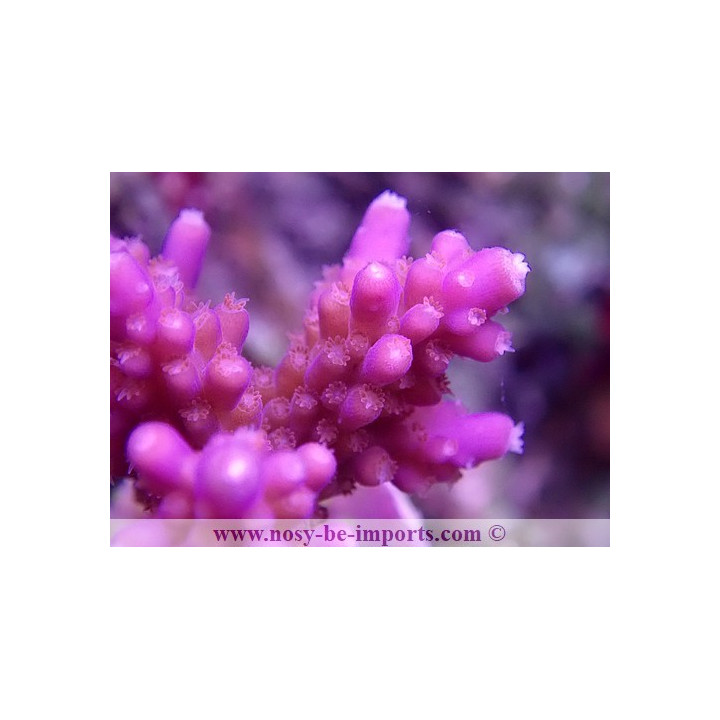Acropora sp. USA WYSIWYG 12052023-11