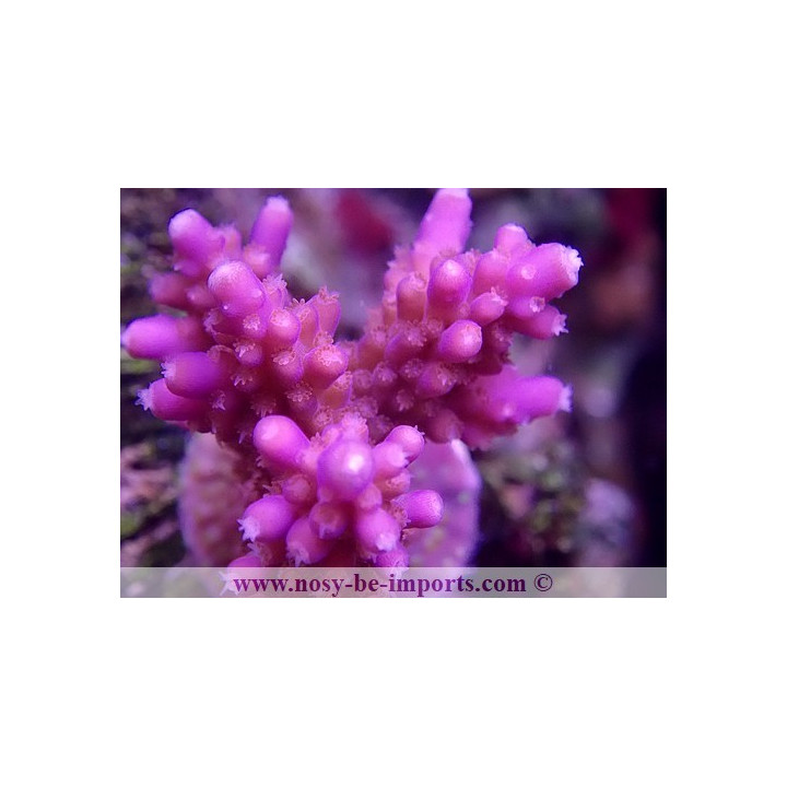 Acropora sp. USA WYSIWYG 12052023-11