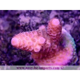 Acropora spathulata USA WYSIWYG 12052023-12