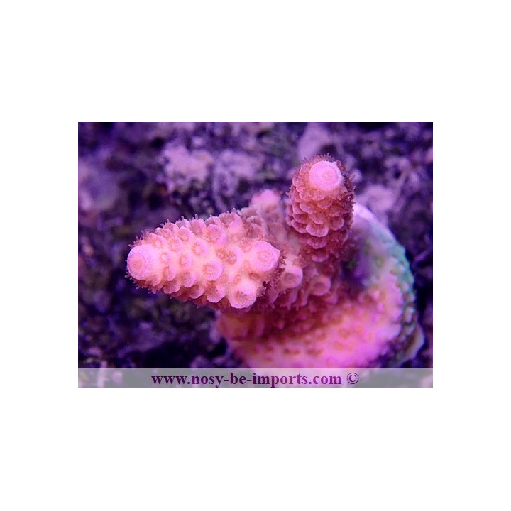 Acropora spathulata USA WYSIWYG 12052023-12