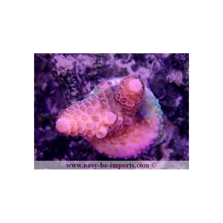 Acropora spathulata USA WYSIWYG 12052023-12
