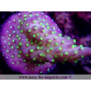 Acropora sp. WYSIWYG 12052023-13