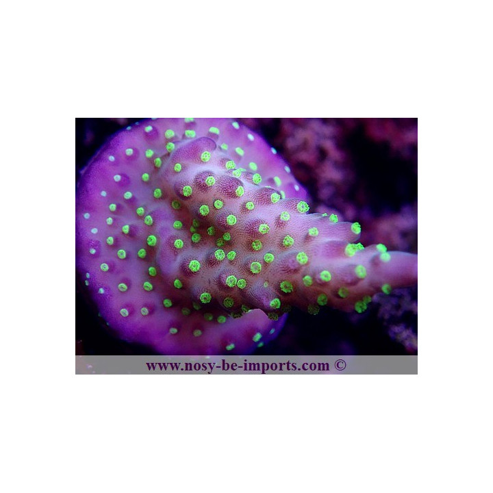 Acropora sp. WYSIWYG 12052023-13