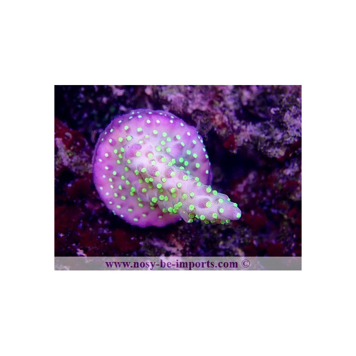 Acropora sp. WYSIWYG 12052023-13