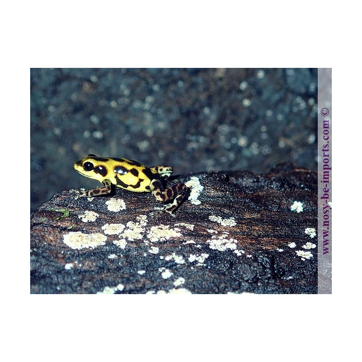 Oophaga pumilio Guarumo