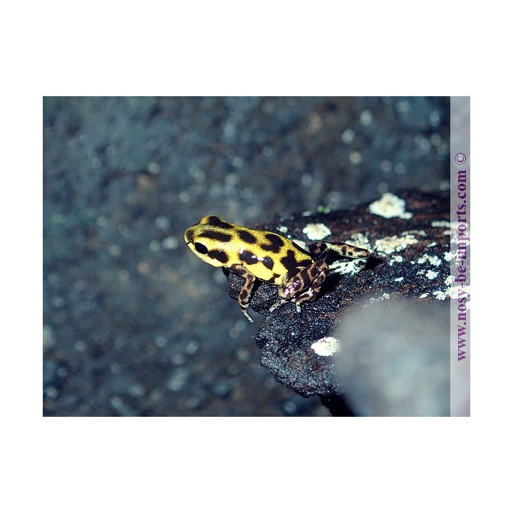 Oophaga pumilio Guarumo