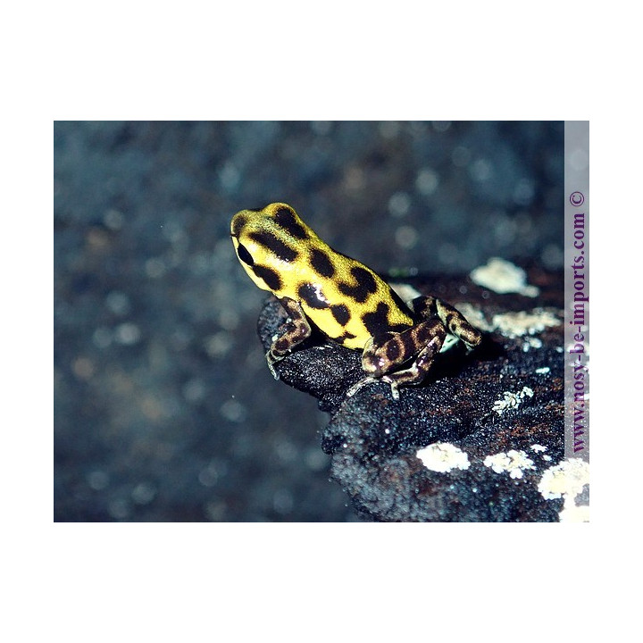 Oophaga pumilio Guarumo