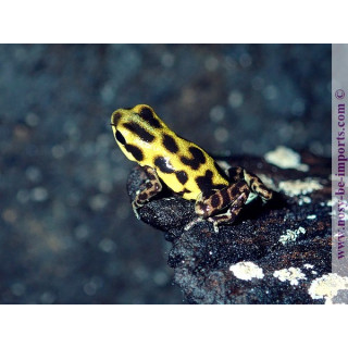 Oophaga pumilio Guarumo