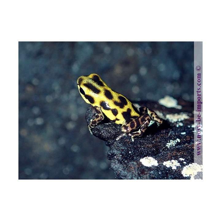 Oophaga pumilio Guarumo