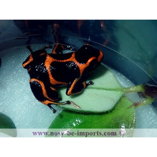 Ranitomeya imitator Huallaga banded