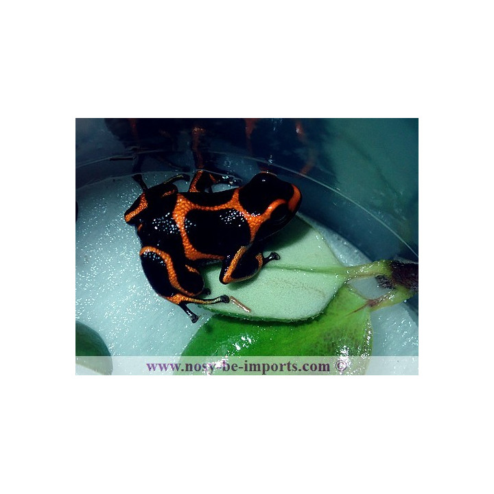 Ranitomeya imitator Huallaga banded