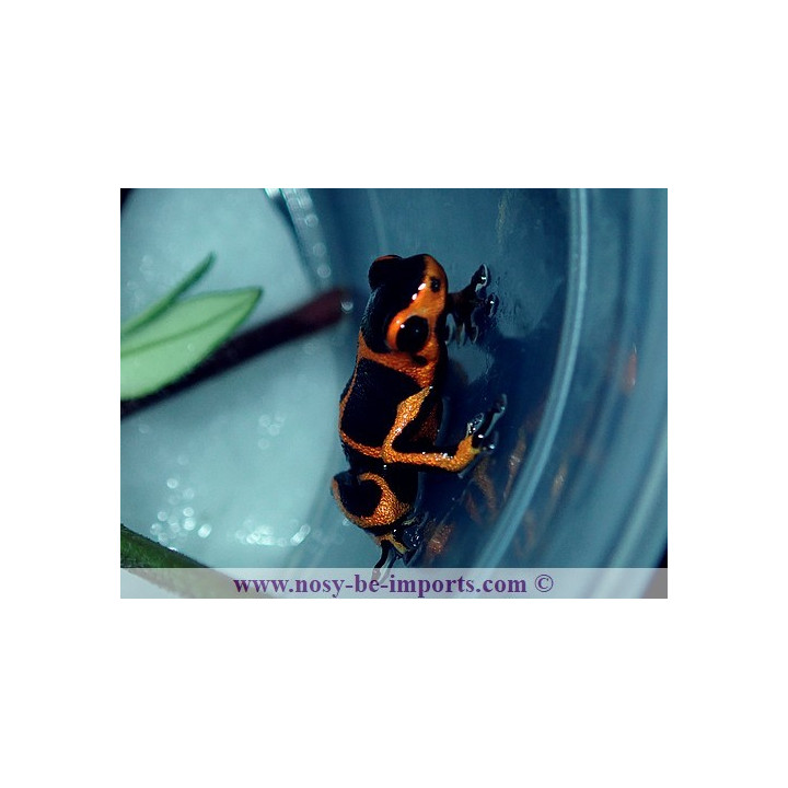 Ranitomeya imitator Huallaga banded