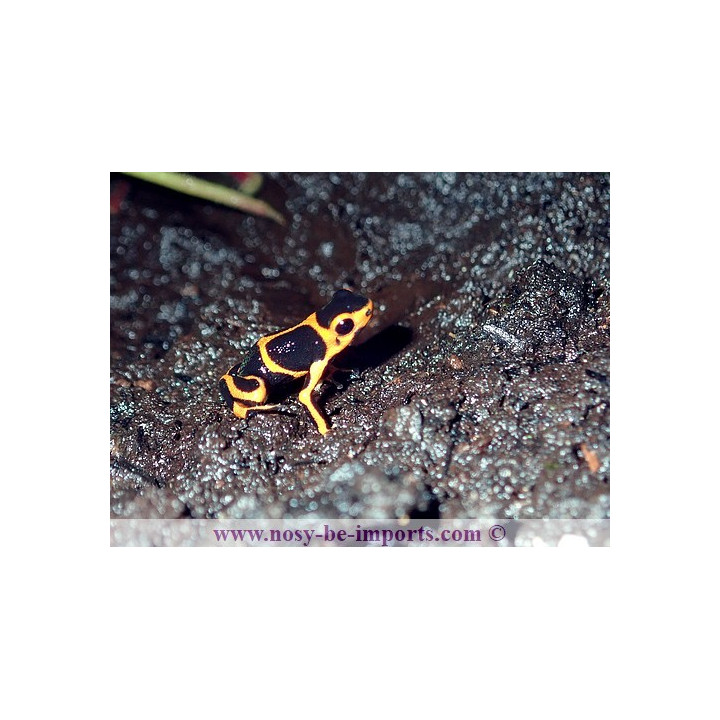Ranitomeya imitator Huallaga banded