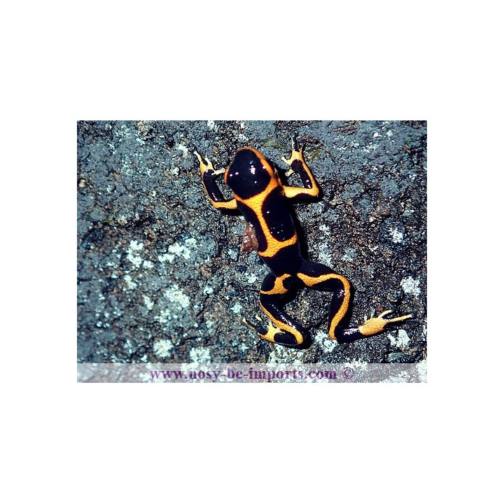 Ranitomeya imitator Huallaga banded