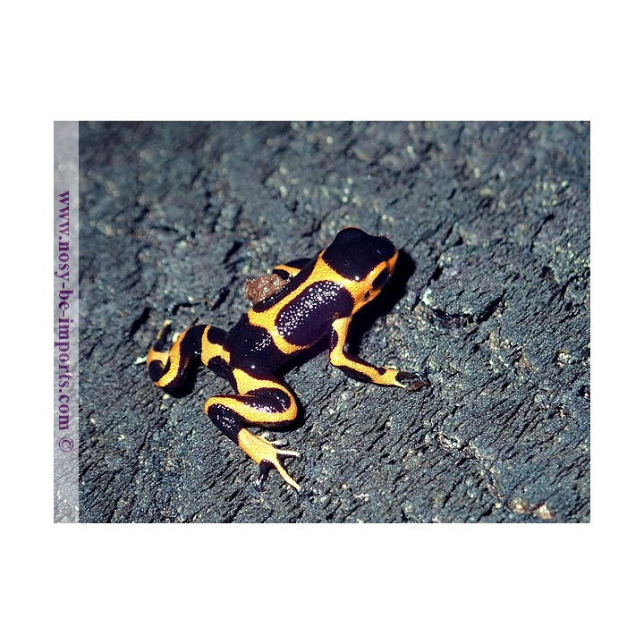 Ranitomeya imitator Huallaga banded