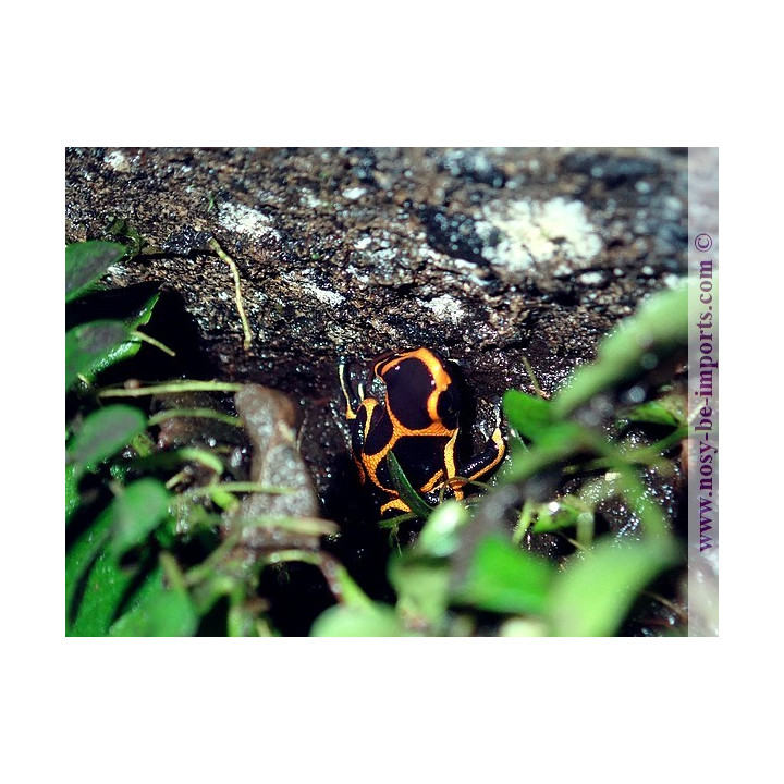 Ranitomeya imitator Huallaga banded