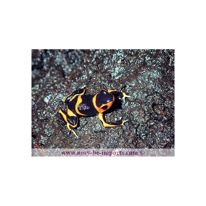 Ranitomeya imitator Huallaga banded