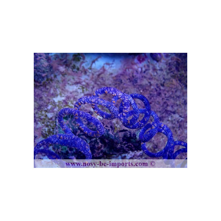 Cirrhipathes spiralis