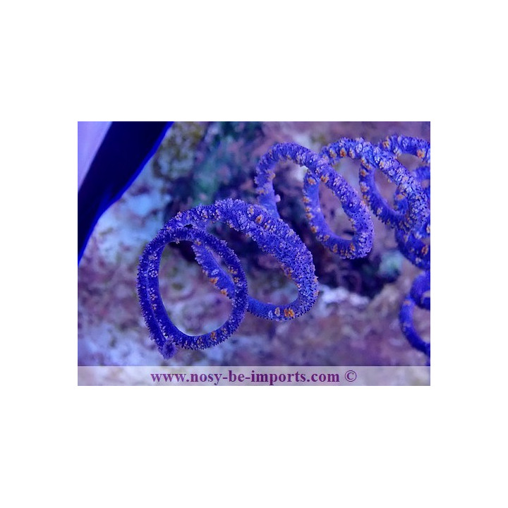 Cirrhipathes spiralis