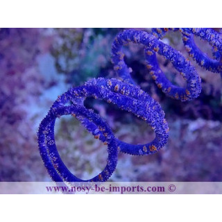 Cirrhipathes spiralis