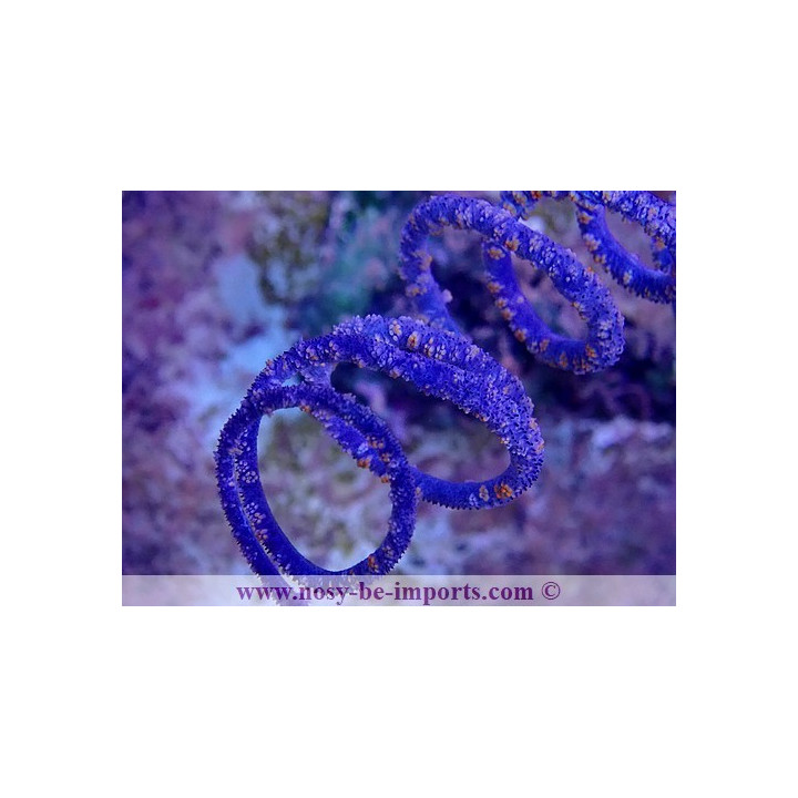 Cirrhipathes spiralis