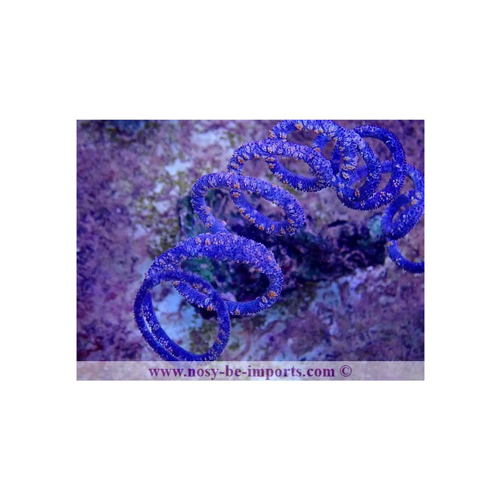 Cirrhipathes spiralis
