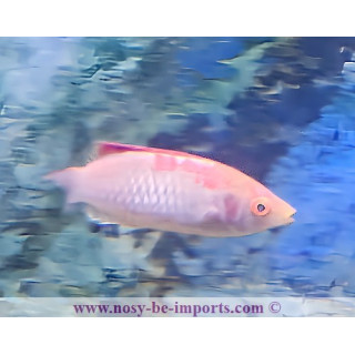 Cirrhilabrus adornatus