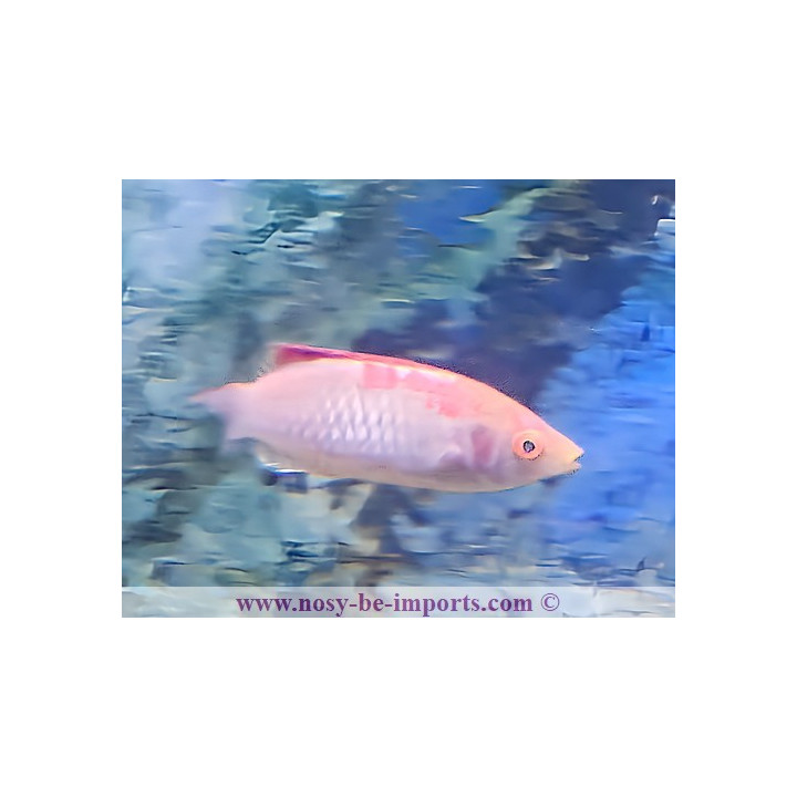 Cirrhilabrus adornatus