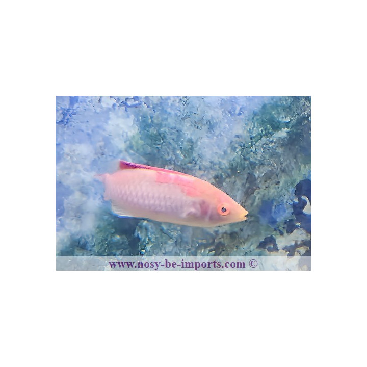 Cirrhilabrus adornatus