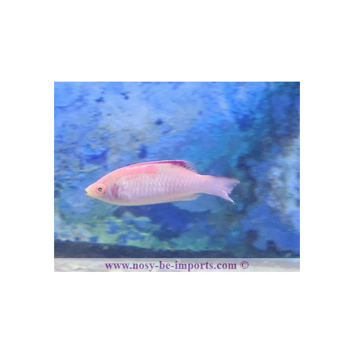 Cirrhilabrus adornatus