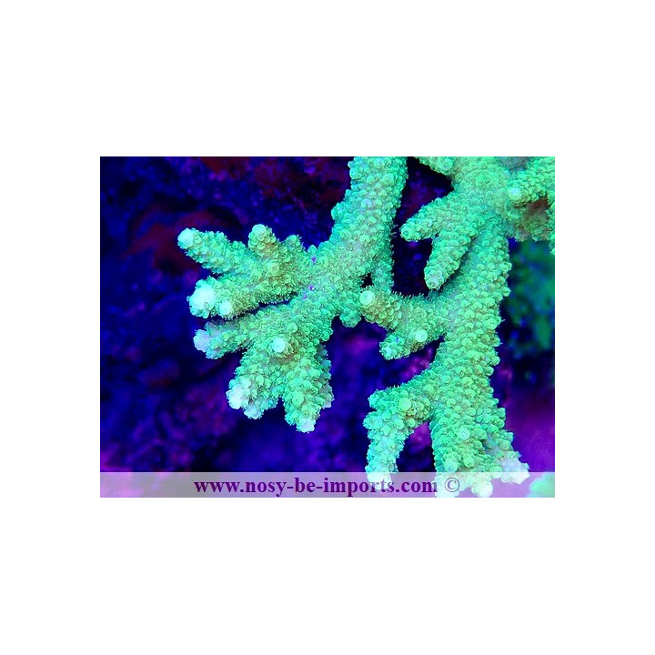 Acropora solitaryensis