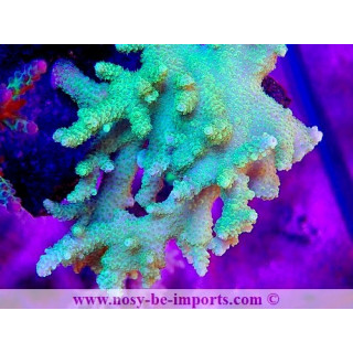 Acropora solitaryensis