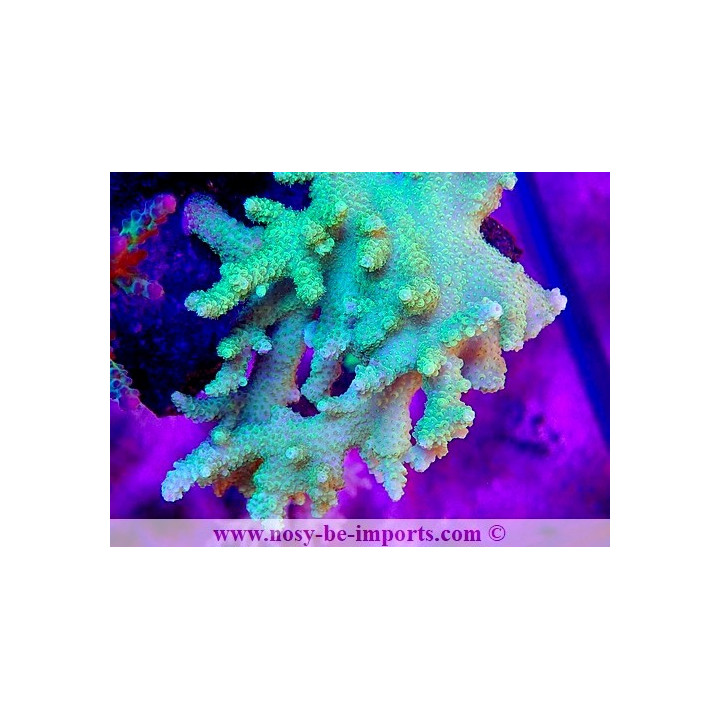 Acropora solitaryensis