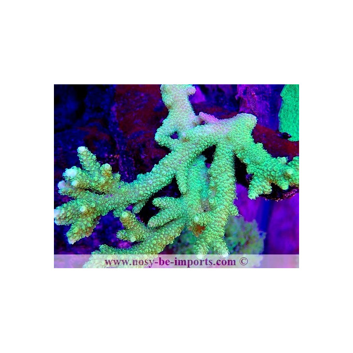 Acropora solitaryensis