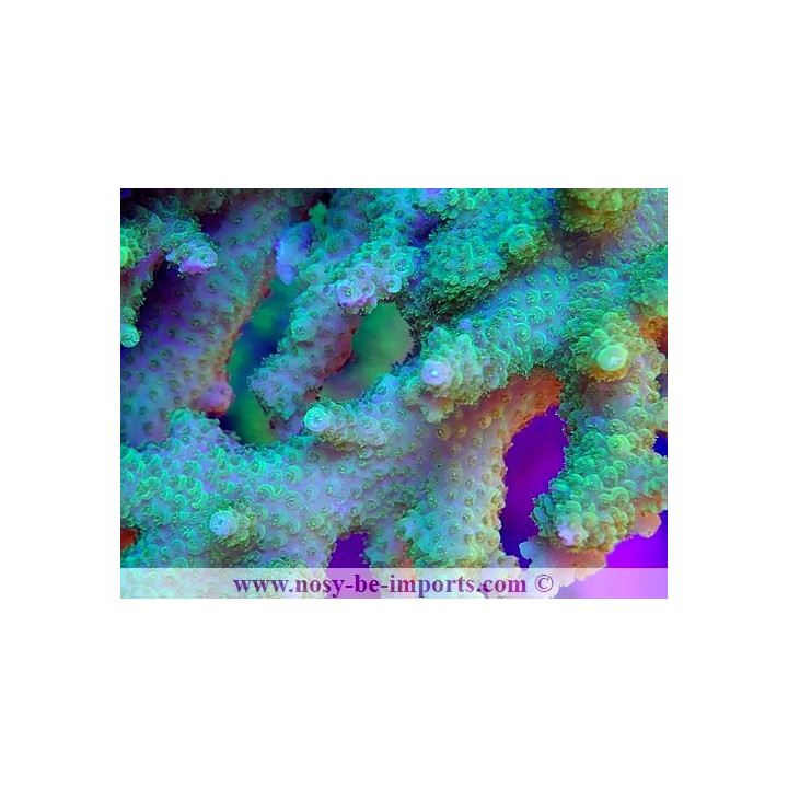 Acropora solitaryensis